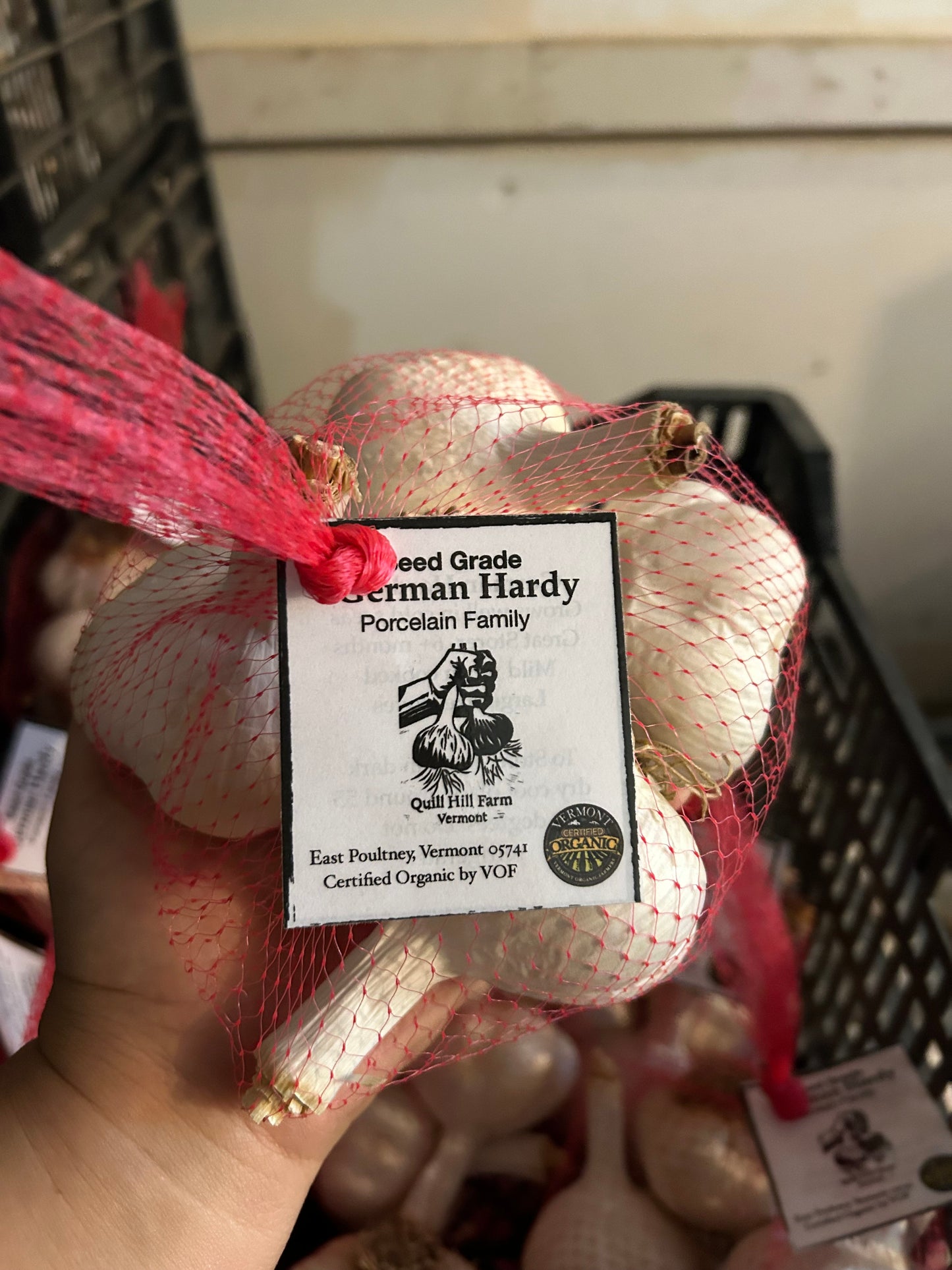 German Hardy Porcelain Garlic- Certified Organic