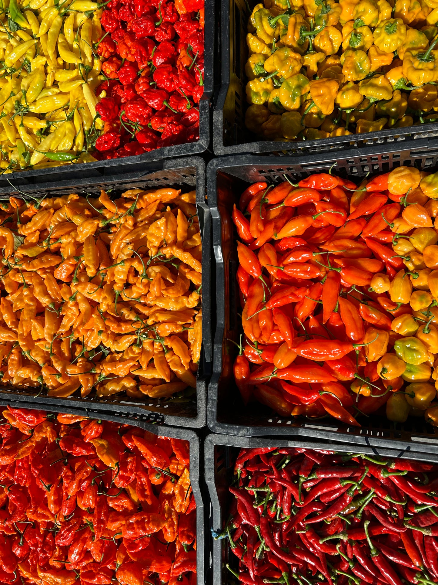 Aji Mango Dried Peppers- Certified Organic