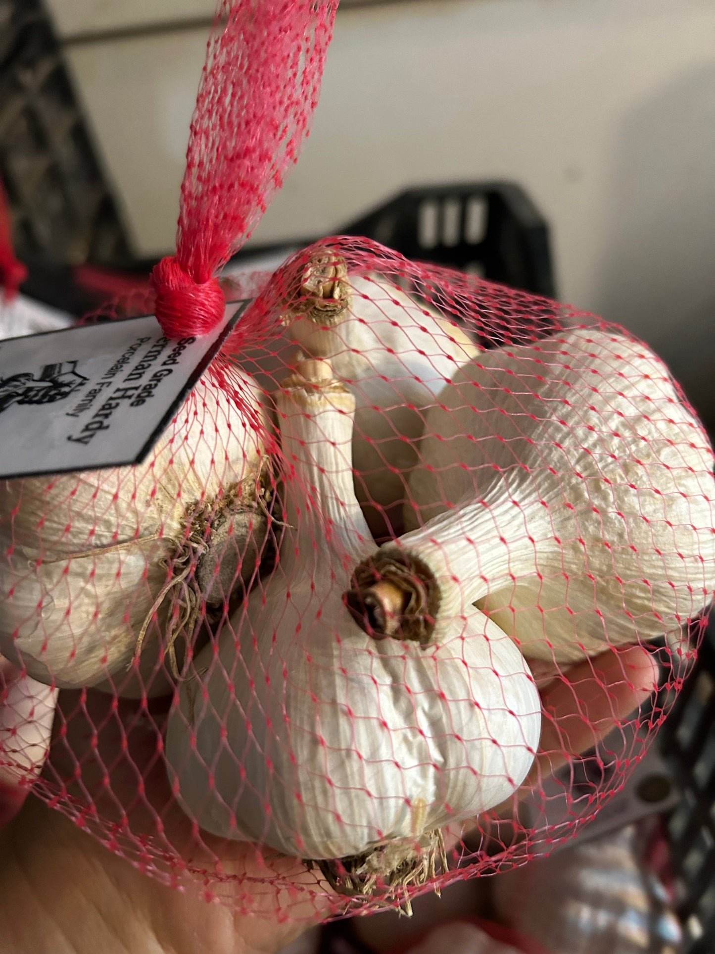 German Hardy Porcelain Garlic- Certified Organic