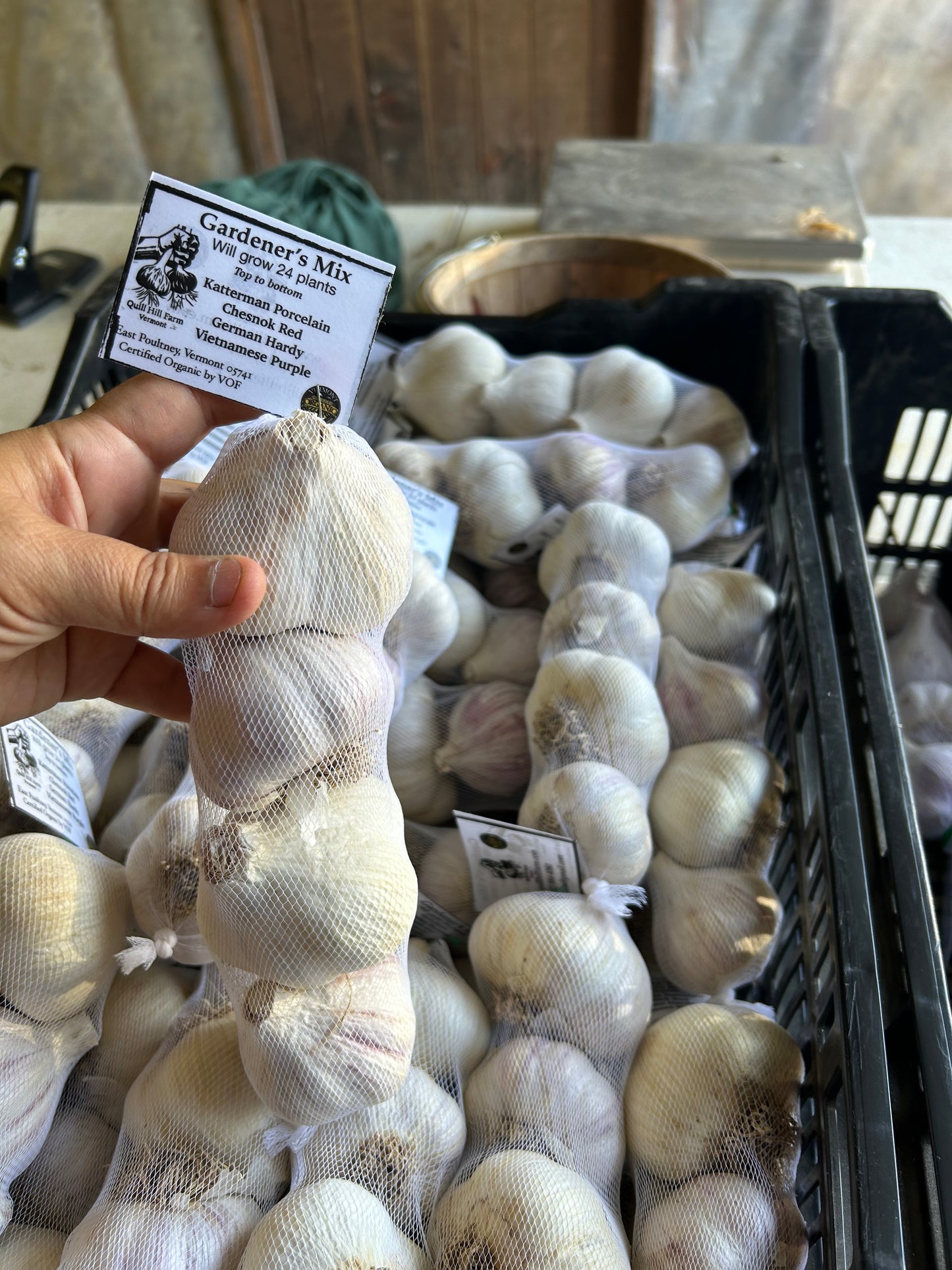 Seed Garlic Mix- Certified Organic