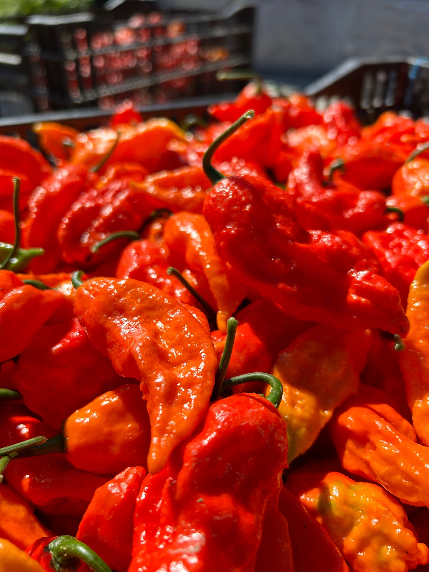 Ghost Peppers- Certified Organic