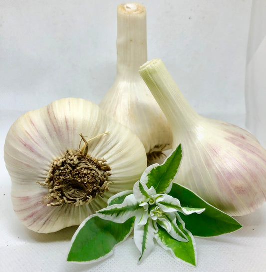 Katterman Porcelain Garlic- Certified Organic