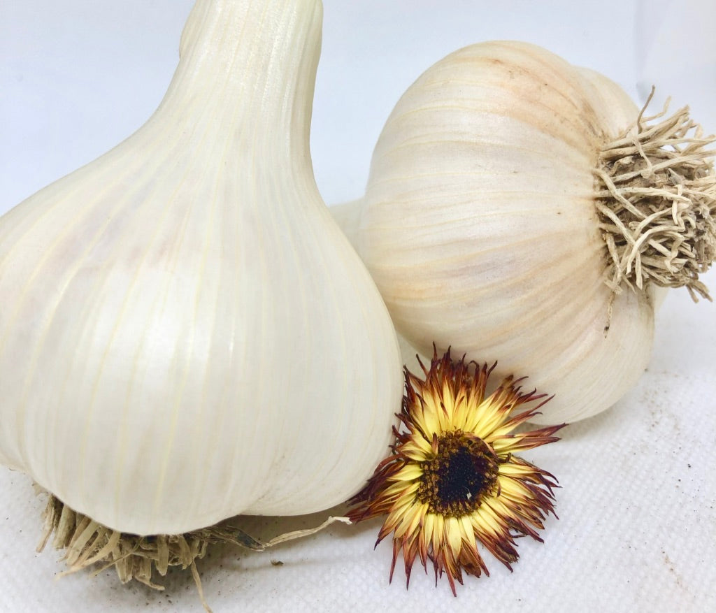 German Hardy Porcelain Garlic- Certified Organic