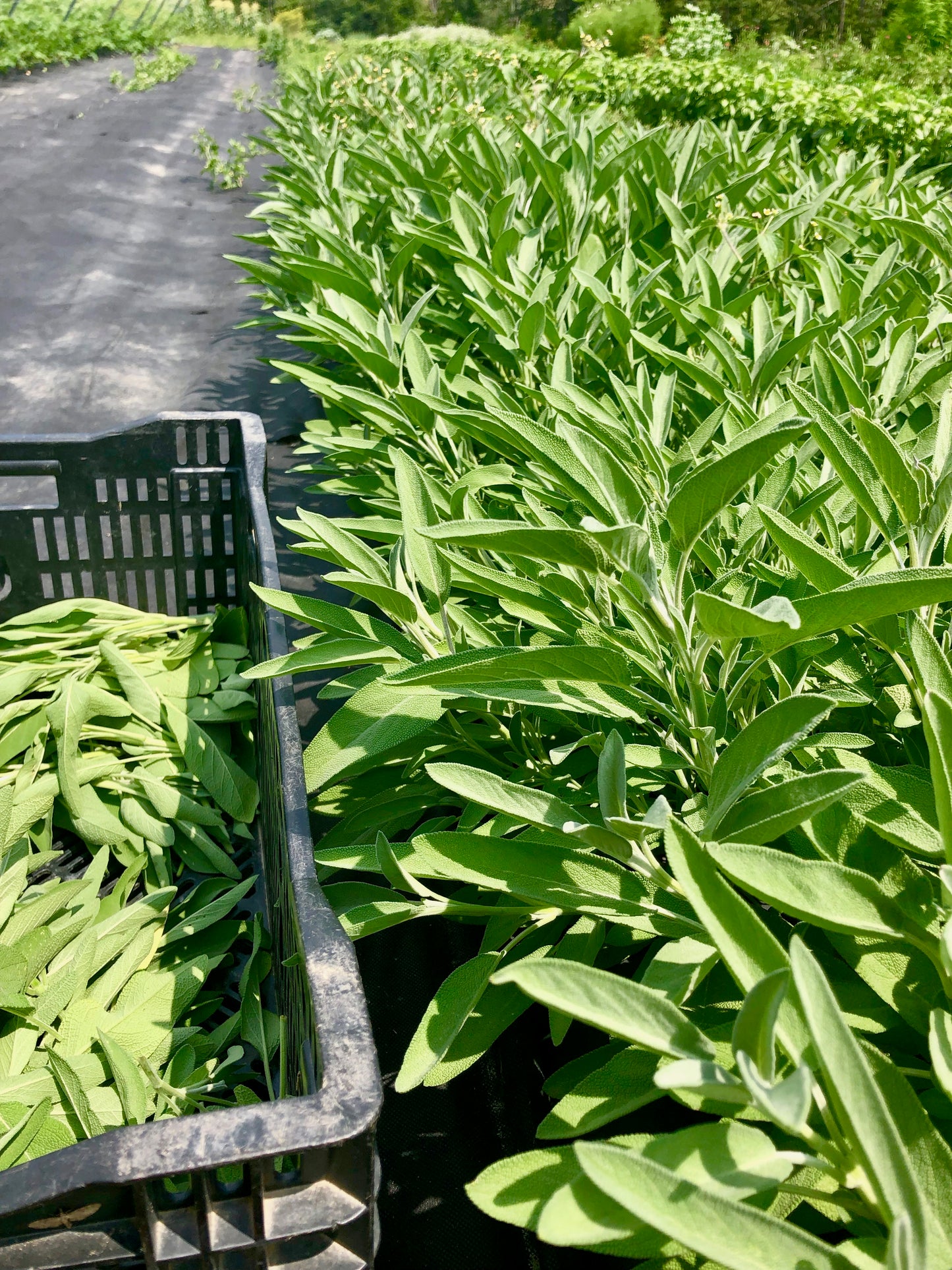 Garlic Herb Powder Large