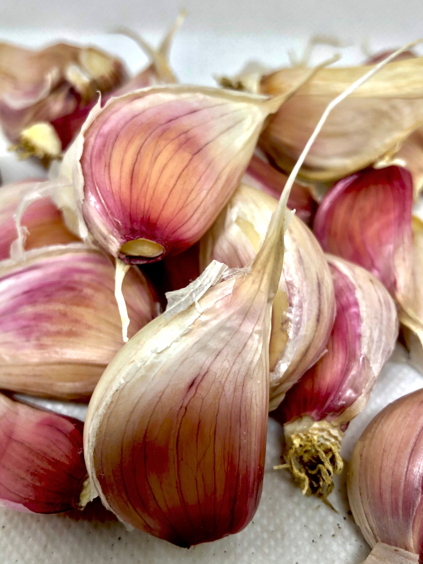 Chesnok Red Purple Stripe Garlic- Certified Organic