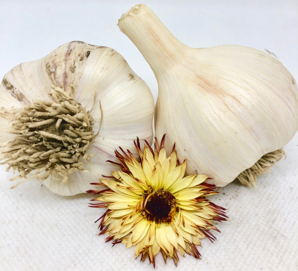 Killarney Red- Certified Organic