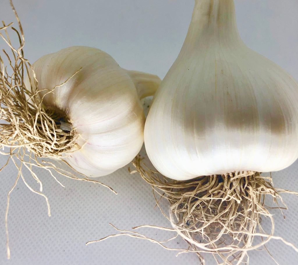 Chesnok Red Garlic- Certified Organic