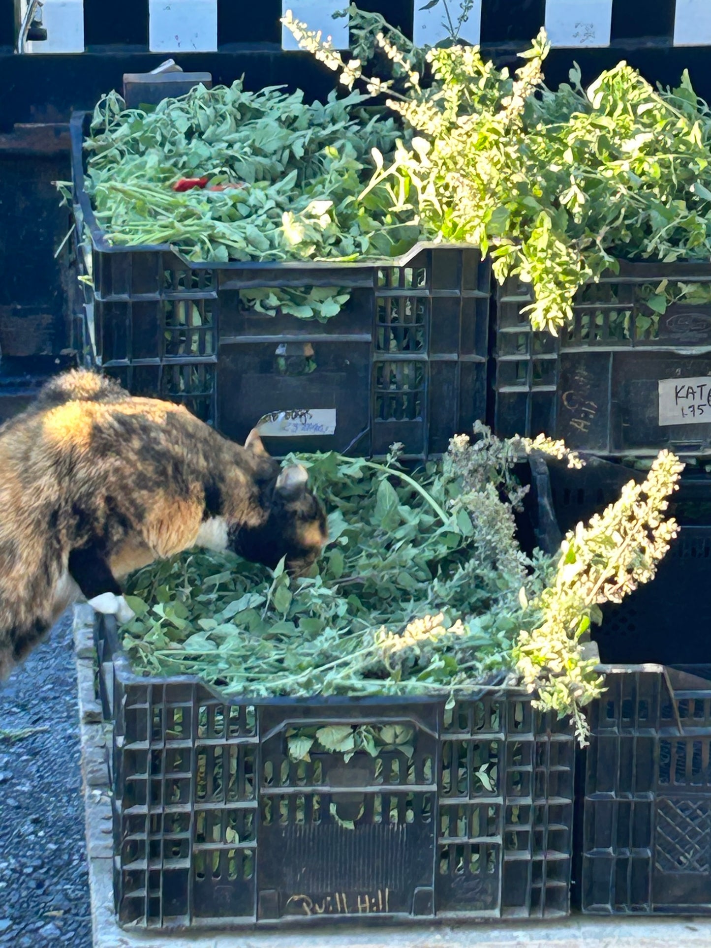 Lazy Farm Cat Catnip