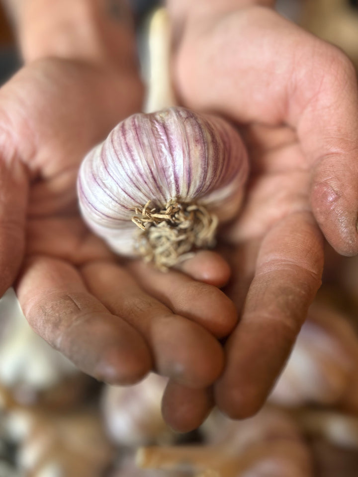 Chesnok Red Garlic- Certified Organic