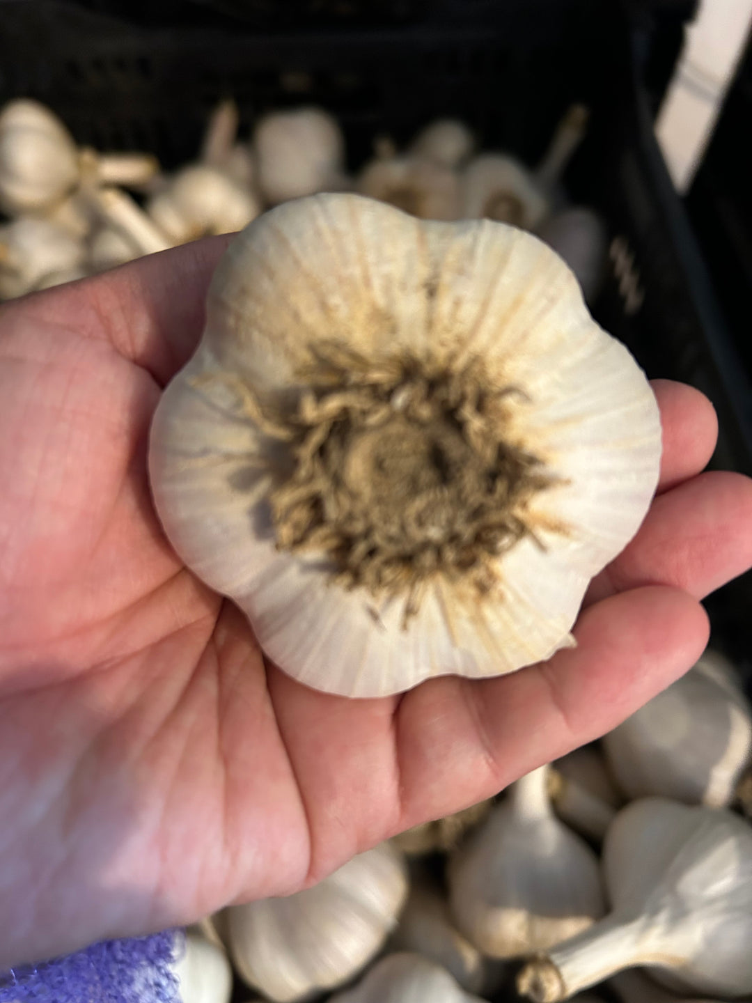 German Hardy Porcelain Garlic- Certified Organic