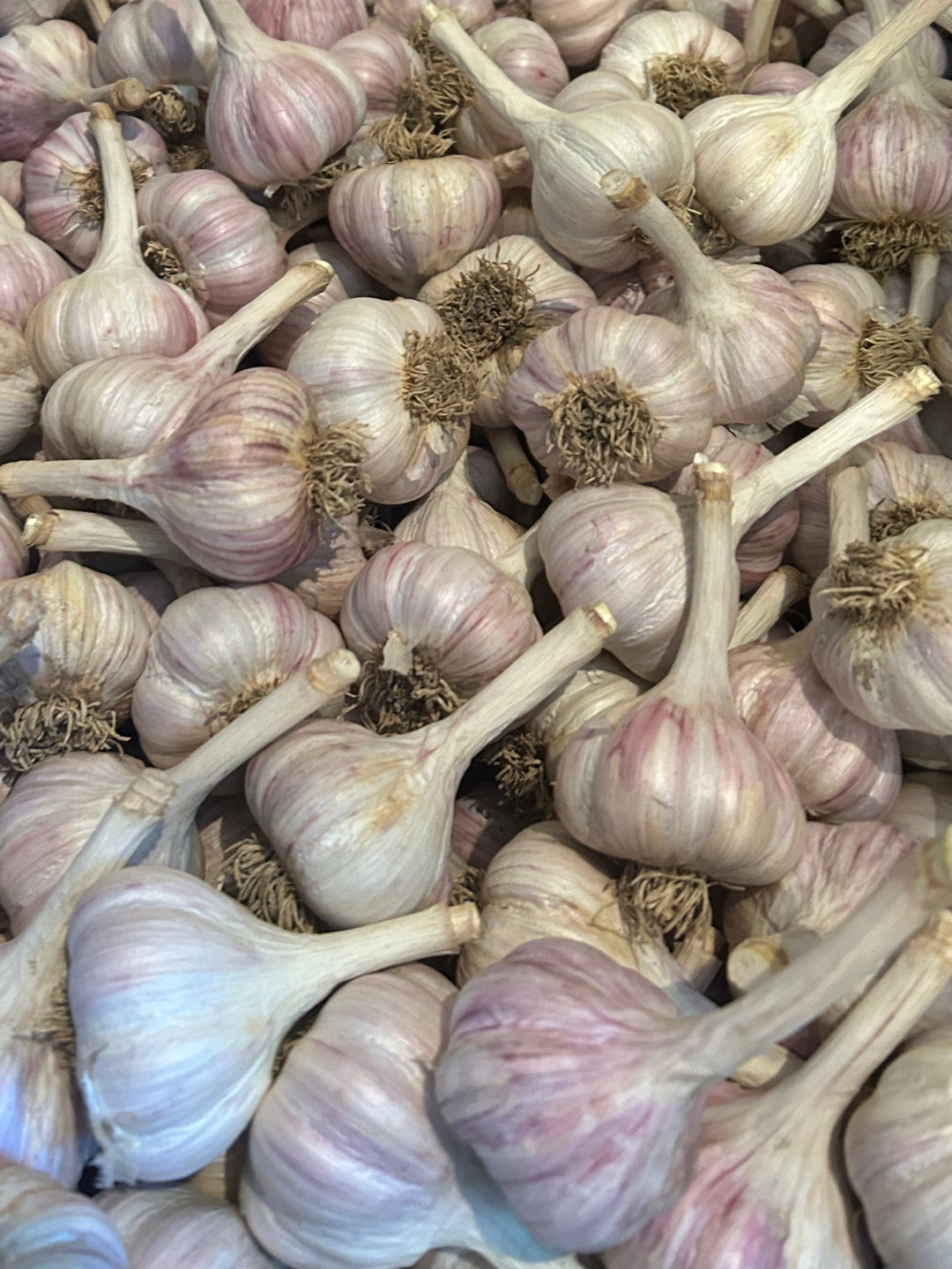 Pehoski Purple- Certified Organic