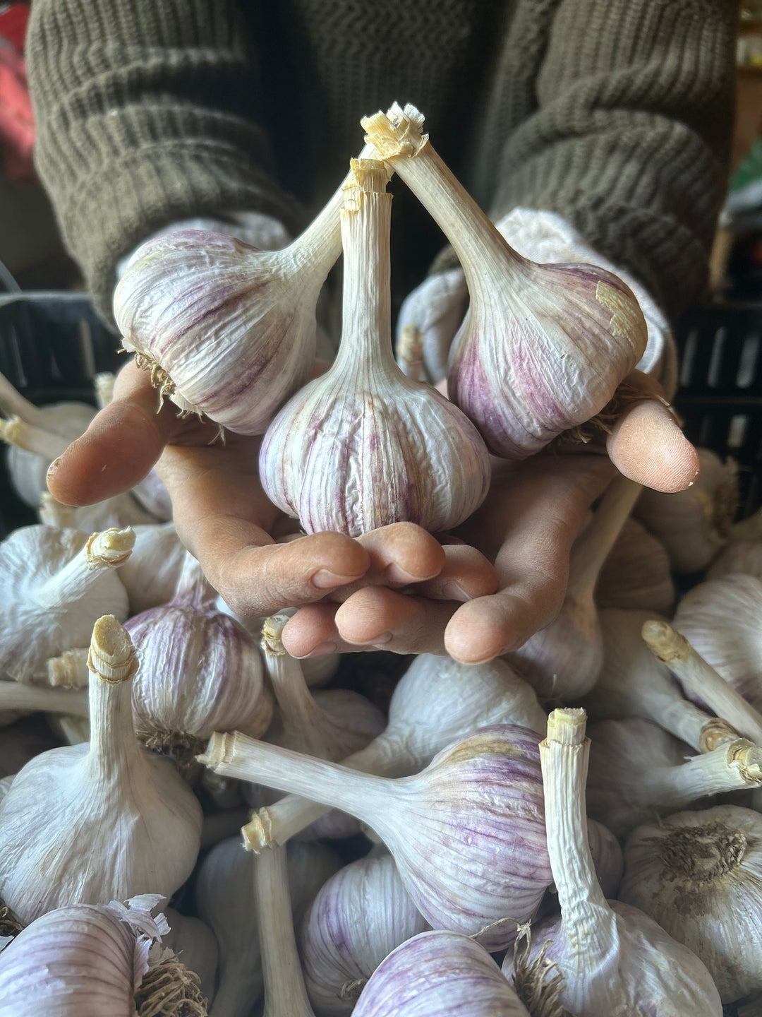 Chesnok Red Garlic- Certified Organic