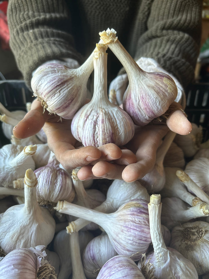 Chesnok Red Garlic- Certified Organic