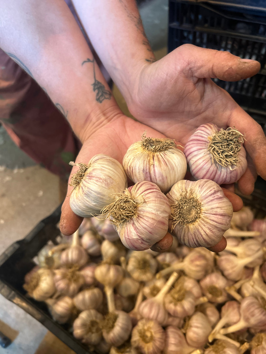 Vietnamese Purple Stripe-certified organic