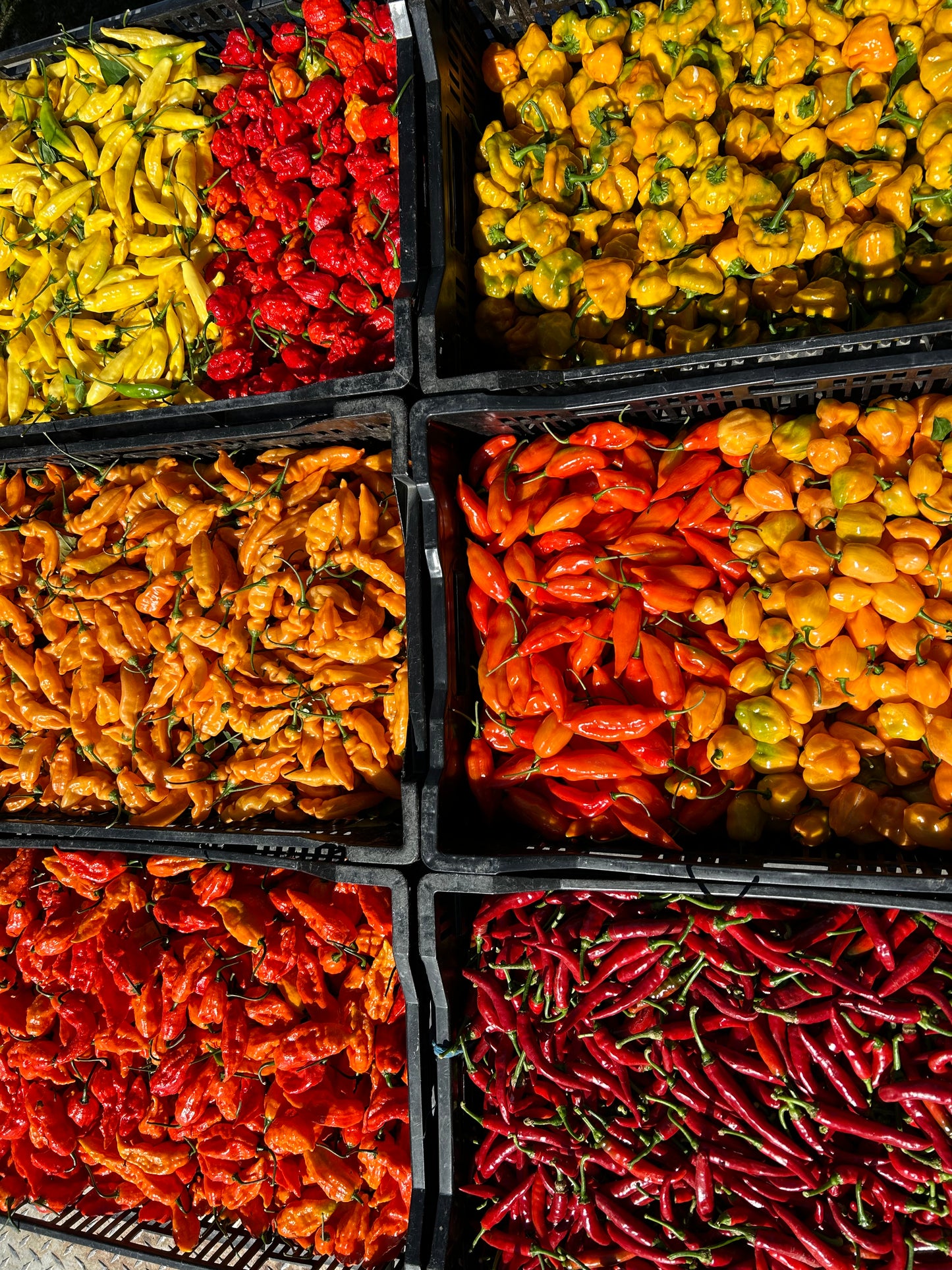 Habanero Dried