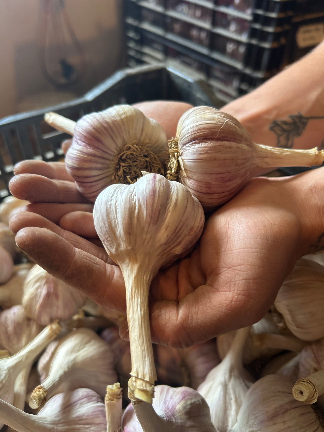Chesnok Red Garlic- Certified Organic