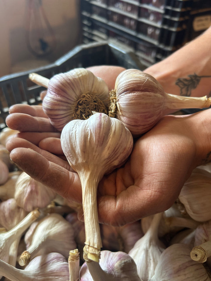 Chesnok Red Garlic- Certified Organic