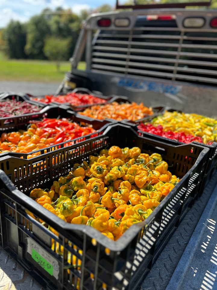 Scotch Bonnets- Certified Organic