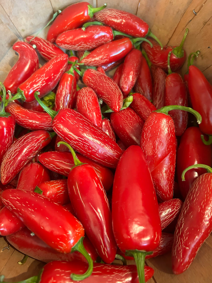 Chipotle Peppers