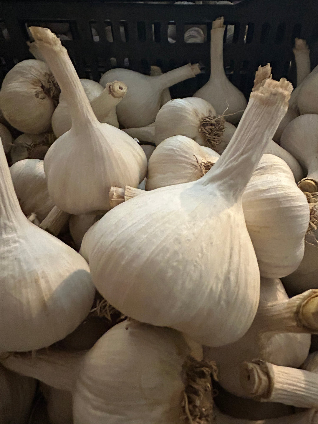 German Hardy Porcelain Garlic- Certified Organic