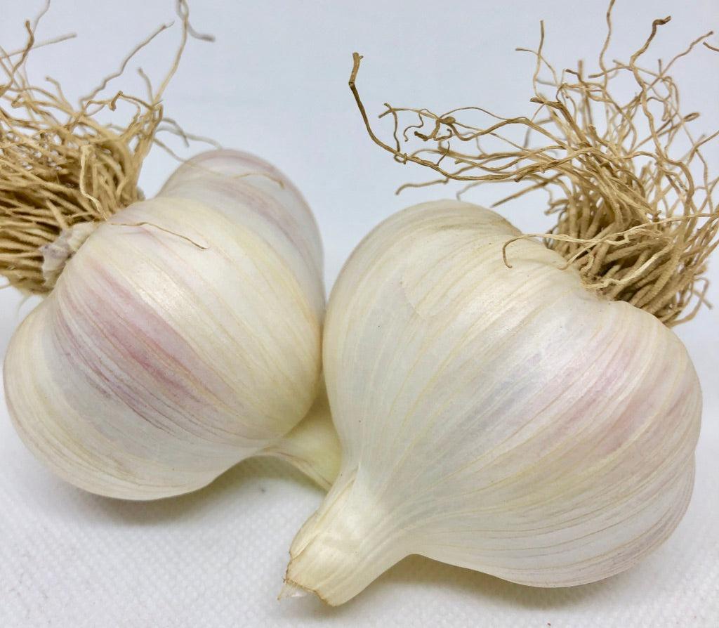 Early Culinary Garlic- Ships out in August