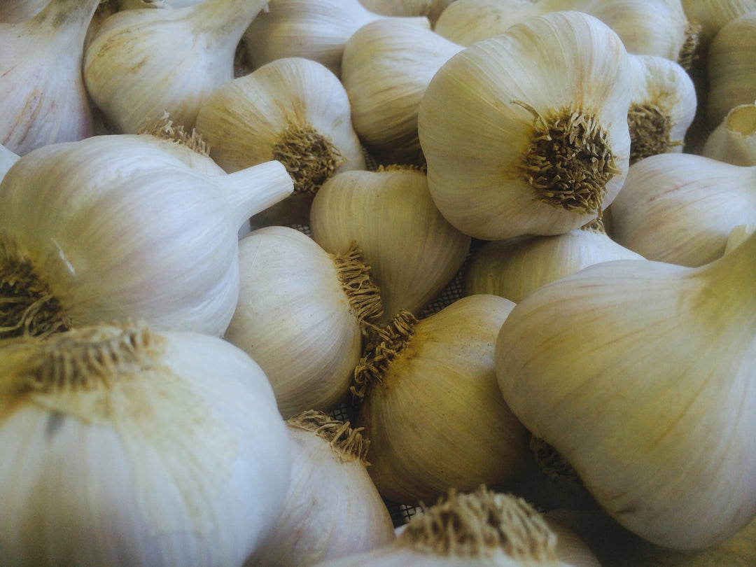 Early Culinary Garlic- Ships out in August