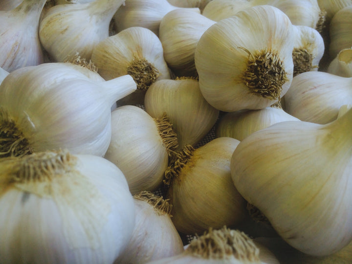 Early Culinary Garlic- Ships out in August