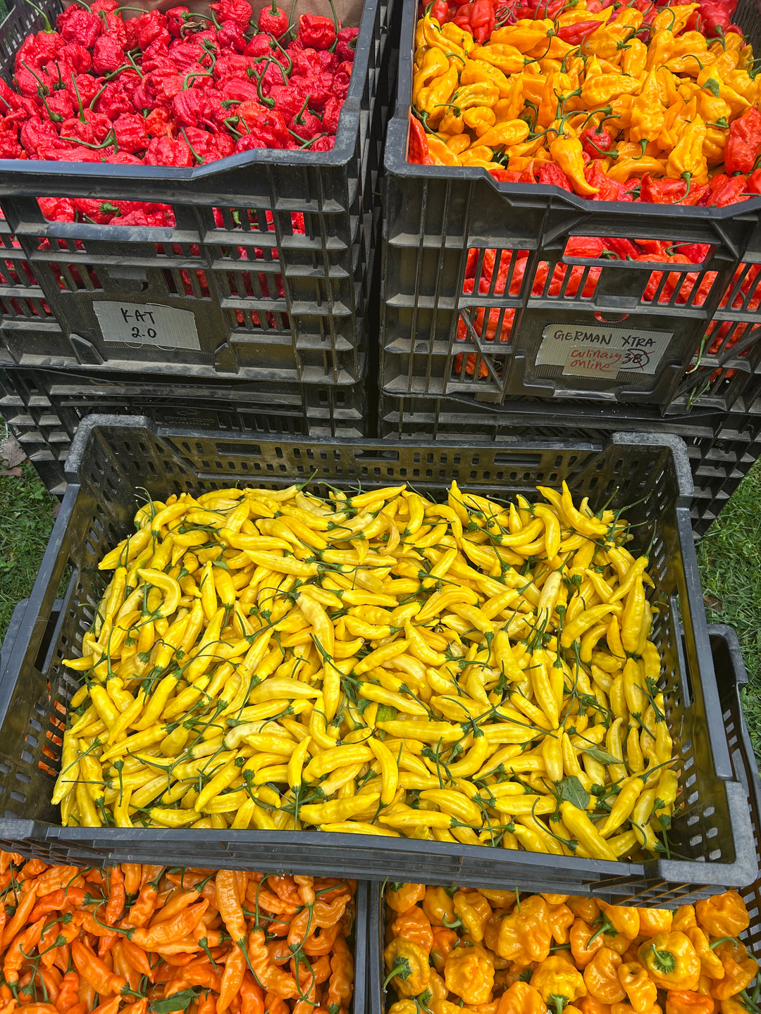 Spicy Certified Organic Peppers Gift box