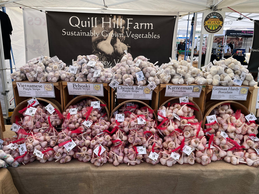 Early Culinary Garlic- Ships out in August