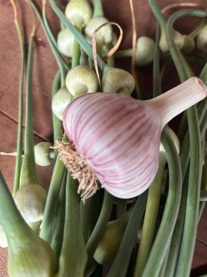 Early Culinary Garlic- Ships out in August