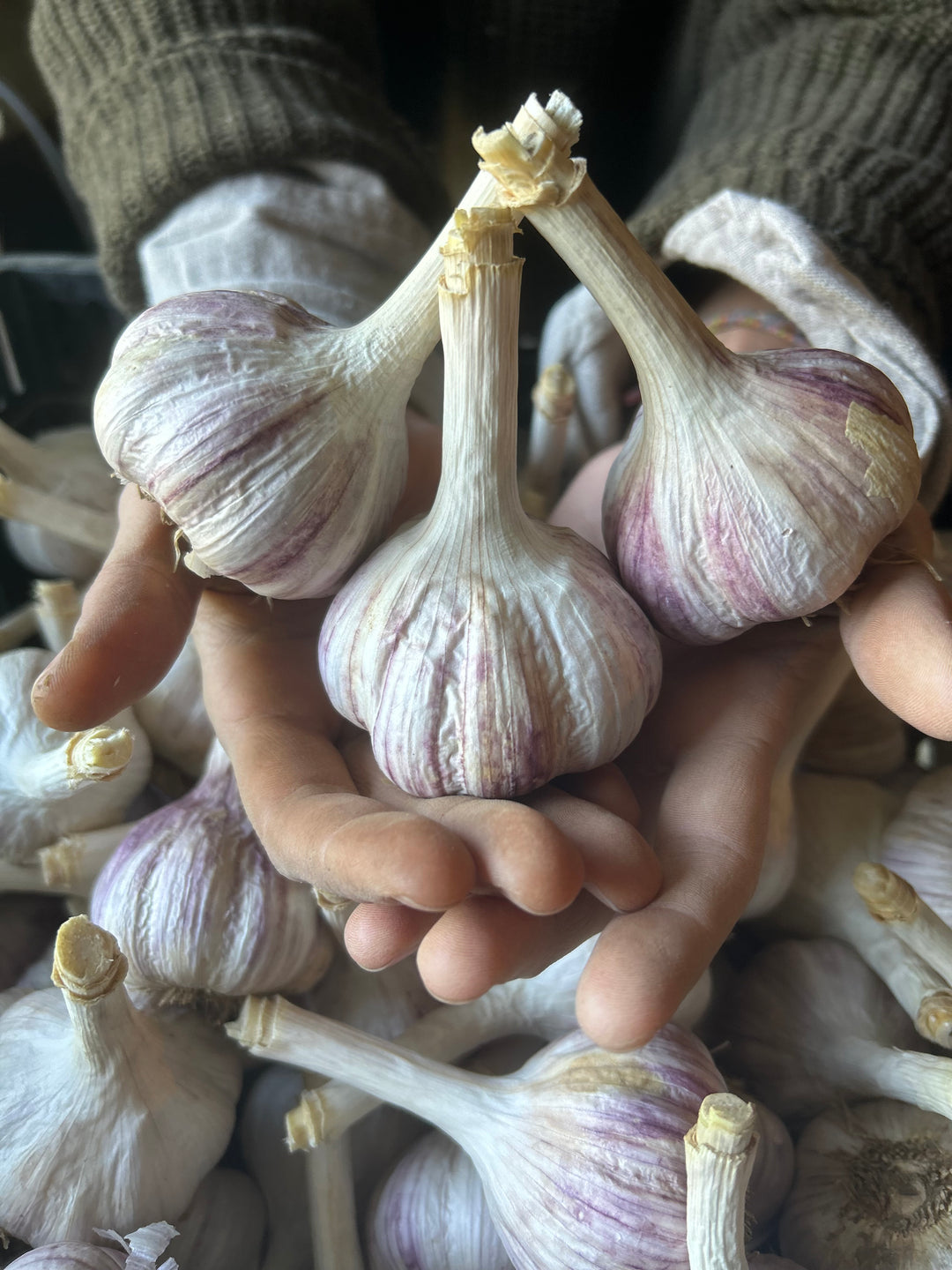 Chesnok Red Garlic- Certified Organic