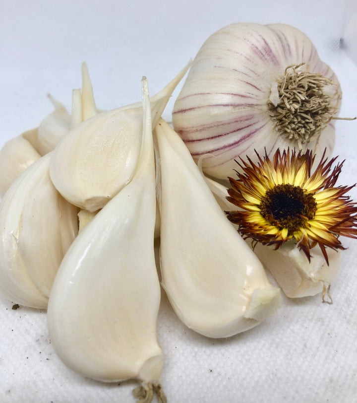 Early Culinary Garlic- Ships out in August