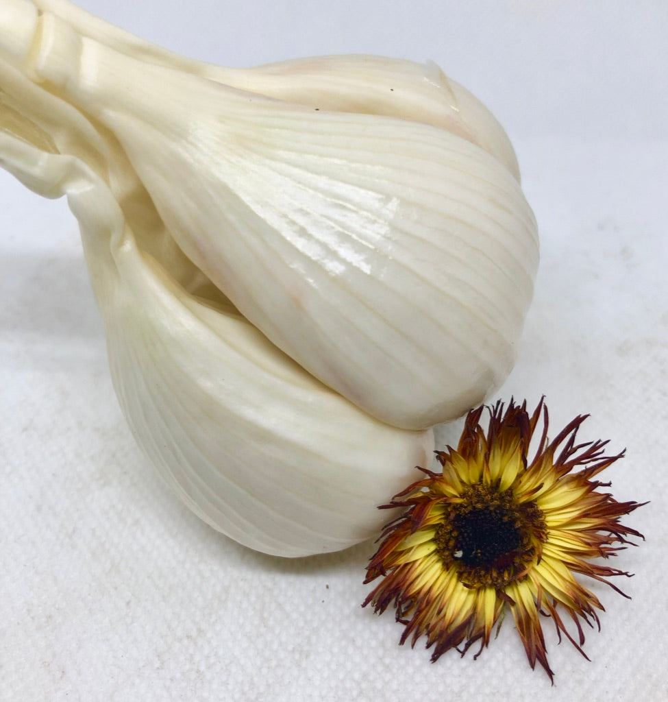 German Hardy Porcelain Garlic- Certified Organic
