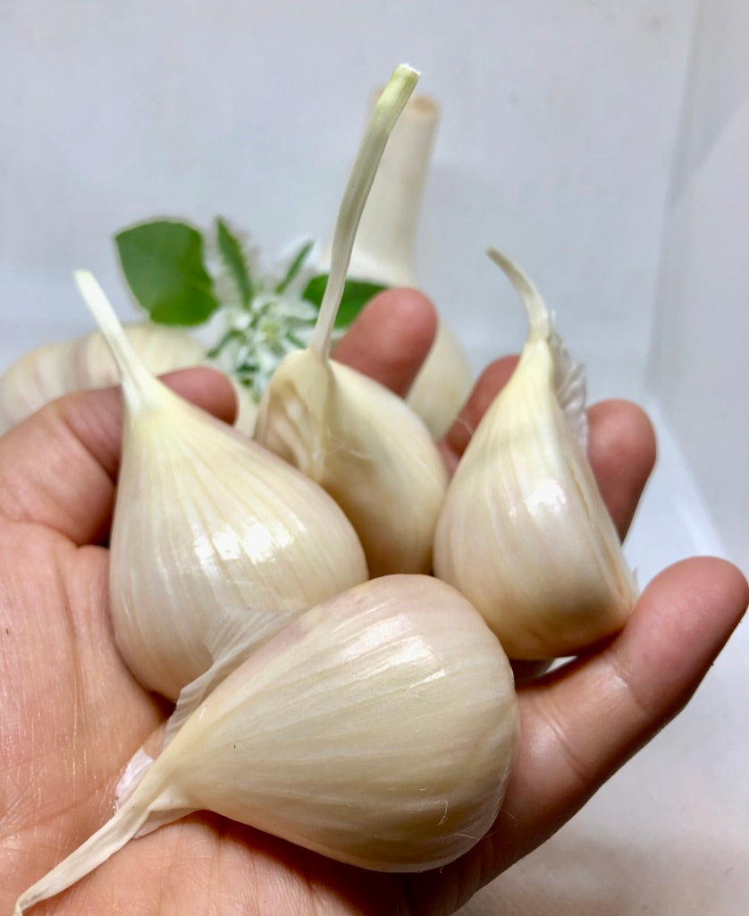 Katterman Porcelain Garlic- Certified Organic