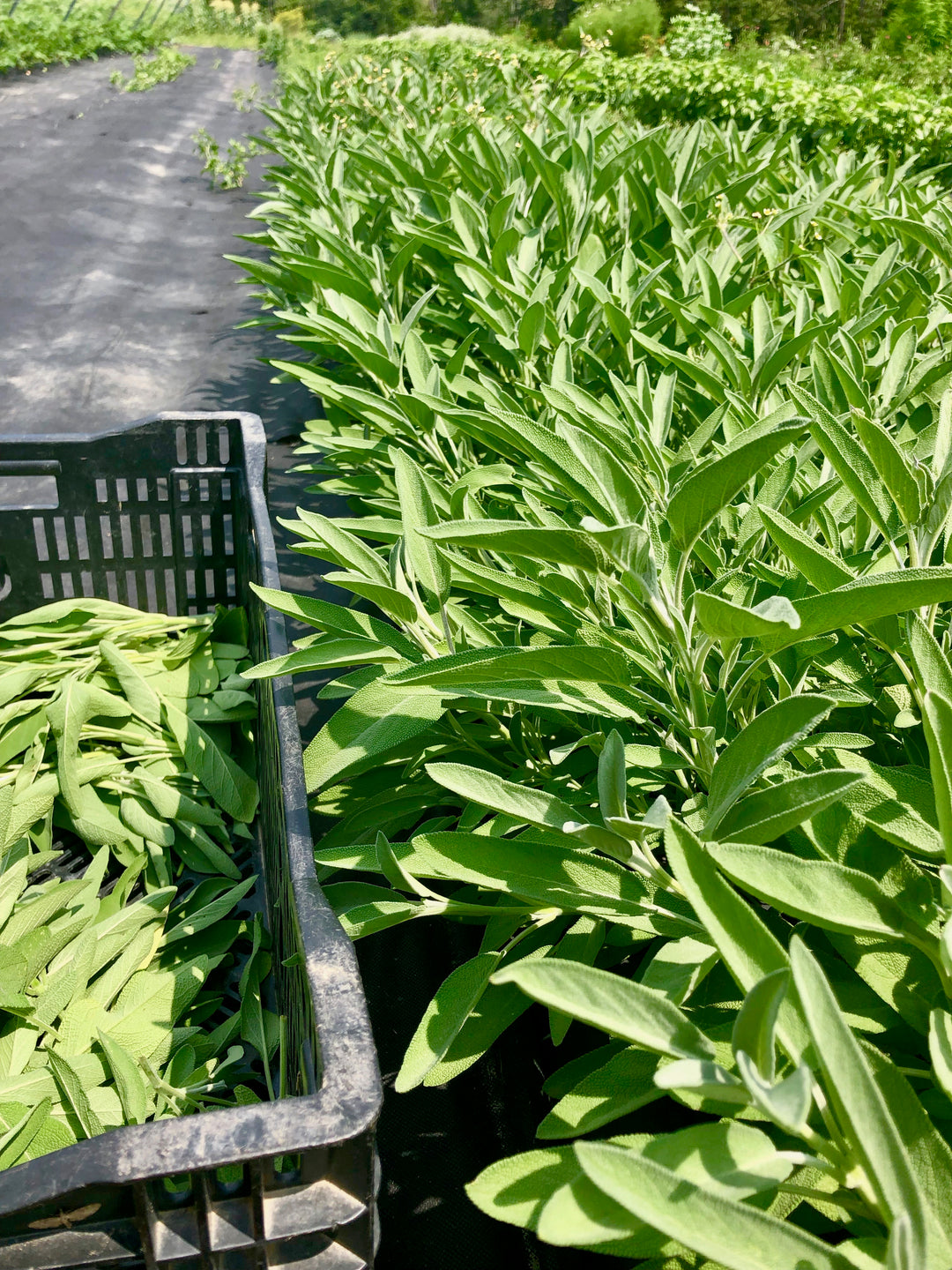 Garlic Herb Powder Large