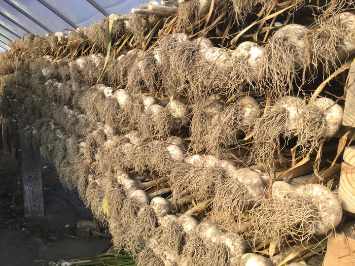 German Hardy Porcelain Garlic- Certified Organic