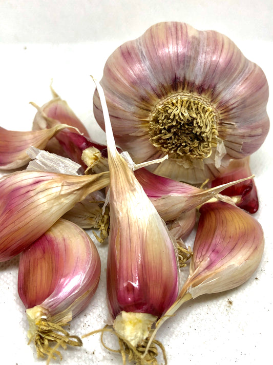 Chesnok Red Purple Stripe Garlic- Certified Organic
