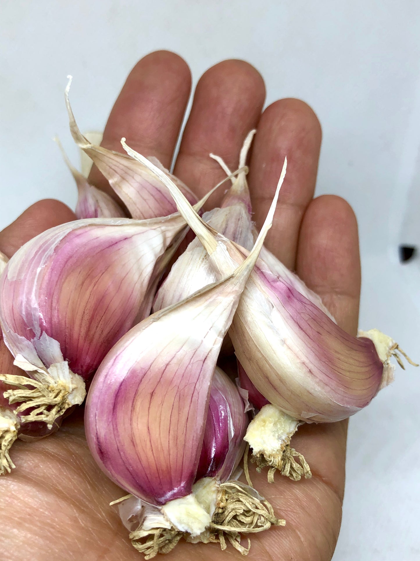 Chesnok Red Purple Stripe Garlic- Certified Organic