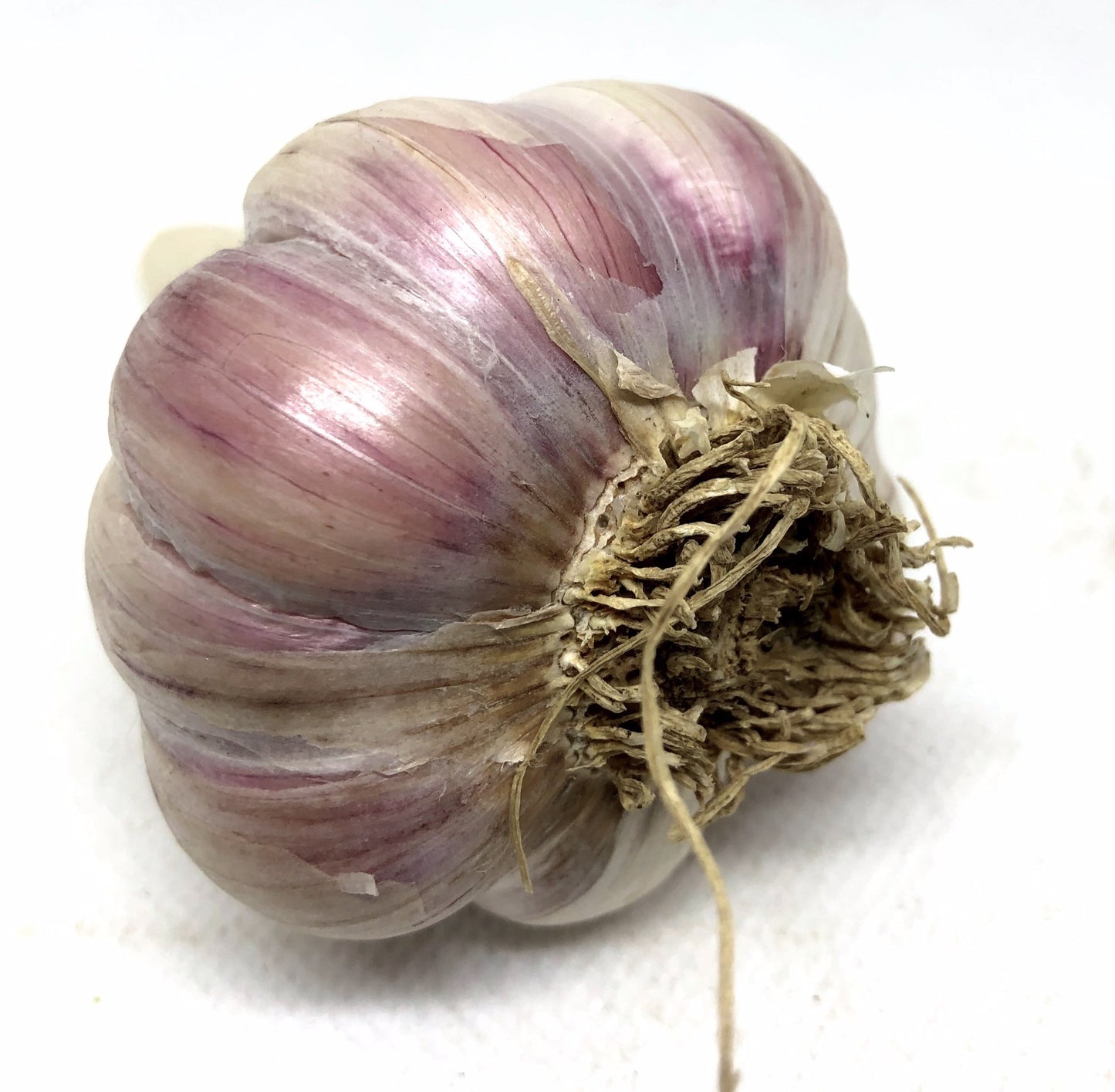 Chesnok Red Purple Stripe Garlic- Certified Organic