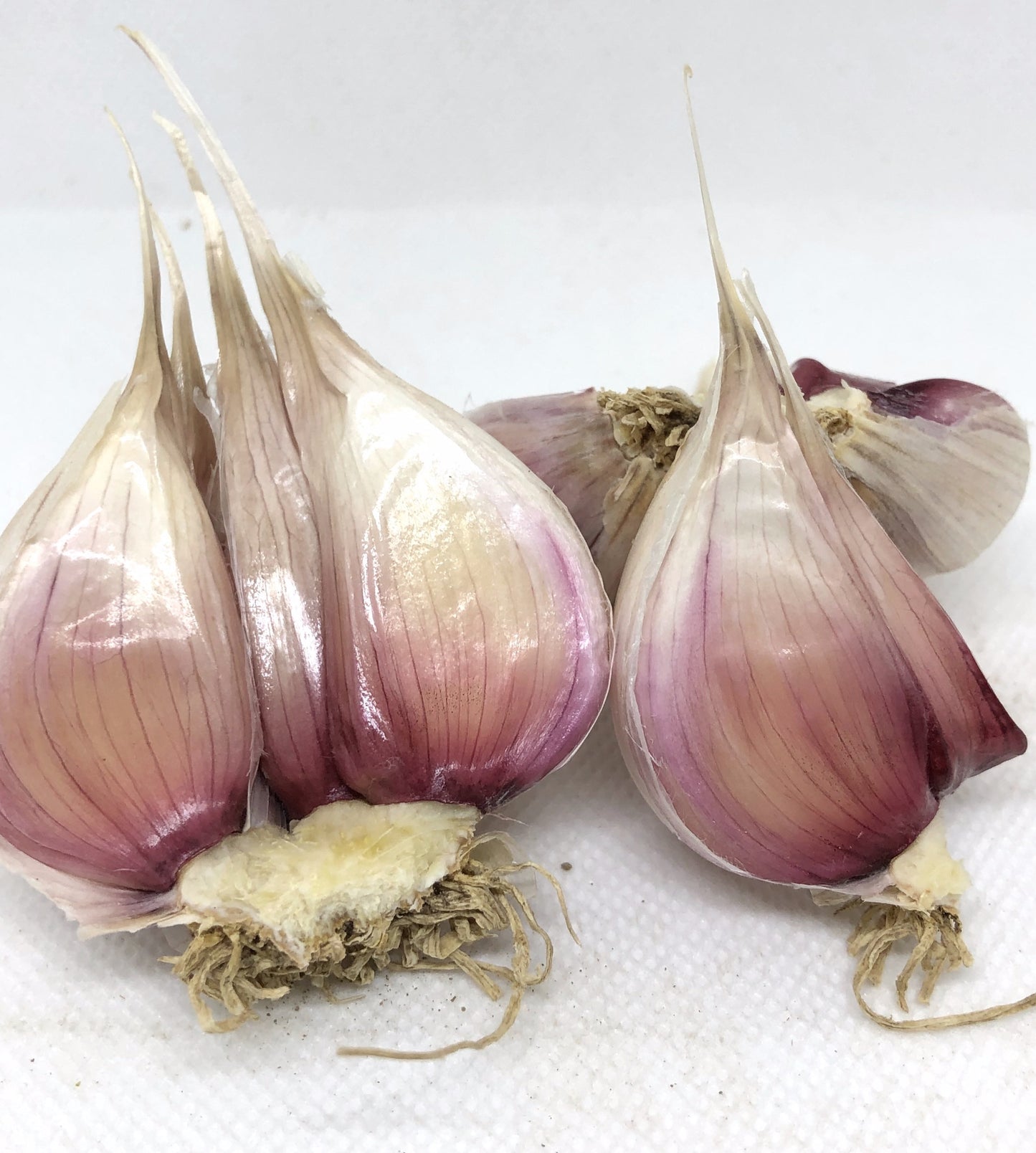Chesnok Red Purple Stripe Garlic- Certified Organic