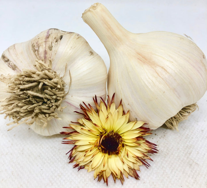 Killarney Red- Certified Organic