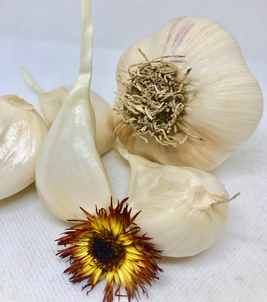 German Hardy Porcelain Garlic- Certified Organic